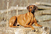 DOG 14 SS0018 01
Rhodesian Ridgeback Laying In On Tree Trunk