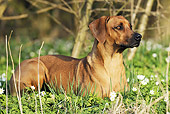 DOG 14 SS0019 01
Rhodesian Ridgeback Laying In Meadow With White Flowers