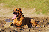 DOG 14 SS0020 01
Rhodesian Ridgeback Laying In Puddle In Summer