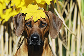 DOG 14 SS0024 01
Head Shot Of Rhodesian Ridgeback Sitting With Yellow Leaf On Head