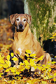 DOG 14 SS0025 01
Rhodesian Ridgeback Sitting In Forest By Yellow Leaves