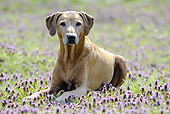DOG 14 SS0027 01
Rhodesian Ridgeback Laying On Grass With Purple Flowers