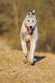 DOG 14 SS0028 01
Irish Wolfhound Running On Dry Grass