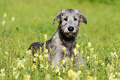 DOG 14 SS0031 01
Irish Wolfhound Laying In Meadow With Yellow Flowers