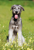 DOG 14 SS0032 01
Irish Wolfhound Sitting In Meadow With Yellow Flowers