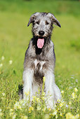 DOG 14 SS0033 01
Irish Wolfhound Sitting In Meadow With Yellow Flowers
