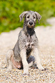 DOG 14 SS0034 01
Irish Wolfhound Sitting On Gravel Path