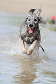DOG 14 SS0035 01
Irish Wolfhound Running Through Water
