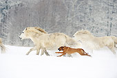 DOG 14 SS0036 01
Rhodesian Ridgeback Running Alongside Connemara Horses In Snow