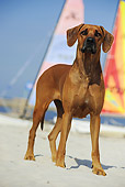 DOG 14 SS0038 01
Rhodesian Ridgeback Standing On Beach By Sailboats
