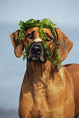 DOG 14 SS0039 01
Portrait Of Rhodesian Ridgeback With Seaweed On Head