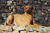 DOG 14 SS0040 01
Rhodesian Ridgeback Laying On Stone Wall