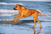 DOG 14 SS0049 01
Rhodesian Ridgeback Female Running On Beach