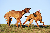 DOG 14 SS0055 01
Two Rhodesian Ridgebacks Playing On Field