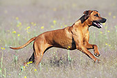 DOG 14 SS0056 01
Rhodesian Ridgeback Running Through Field