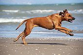 DOG 14 SS0057 01
Rhodesian Ridgeback Female Running On Beach