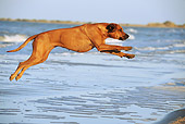DOG 14 SS0058 01
Rhodesian Ridgeback Female Running On Beach