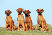 DOG 14 SS0060 01
Four Rhodesian Ridgebacks Sitting On Grass