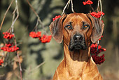 DOG 14 SS0063 01
Head Shot Of Rhodesian Ridgeback By Red Berries