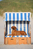 DOG 14 SS0066 01
Rhodesian Ridgeback Female Laying Under Canopy On Beach