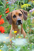 DOG 14 SS0067 01
Portrait Of Rhodesian Ridgeback In Spring Flowers