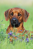 DOG 14 SS0068 01
Portrait Of Rhodesian Ridgeback Laying In Spring Meadow