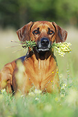 DOG 14 SS0069 01
Portrait Of Rhodesian Ridgeback Holding Flowers In Mouth