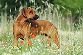 DOG 14 SS0070 01
Rhodesian Ridgeback Standing In Spring Meadow