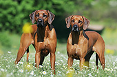 DOG 14 SS0071 01
Two Rhodesian Ridgebacks Standing In Spring Meadow