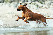 DOG 14 SS0072 01
Rhodesian Ridgeback Running Into Water