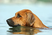 DOG 14 SS0073 01
Close-Up Of Rhodesian Ridgeback Swimming
