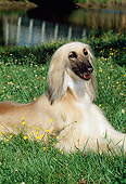 DOG 14 CE0001 01
Afghan Hound Laying On Grass By Water