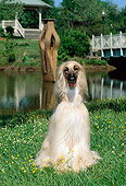 DOG 14 CE0002 01
Afghan Hound Sitting On Grass By Water