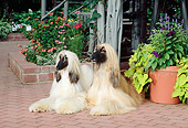 DOG 14 CE0003 01
Two Afghan Hounds Laying On Brick Patio By Flowers