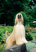 DOG 14 CE0005 01
Afghan Hound Standing On Rock In Garden