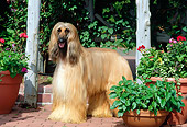 DOG 14 CE0006 01
Afghan Hound Standing On Brick Patio By Flowers