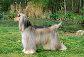 DOG 14 CE0007 01
Afghan Hound Standing On Grass By Pond Trees