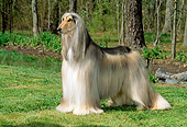 DOG 14 CE0008 01
Afghan Hound Standing On Grass By Trees