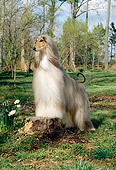 DOG 14 CE0009 01
Afghan Hound Standing On Tree Stump On Grass By Trees