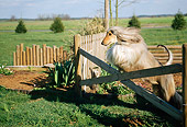 DOG 14 CE0010 01
Afghan Hound Leaping Over Fence On Grass