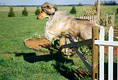DOG 14 CE0011 01
Afghan Hound Leaping Over Fence On Grass