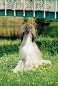 DOG 14 CE0012 01
Afghan Hound Sitting On Grass By Water