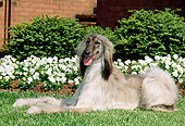 DOG 14 CE0013 01
Afghan Hound Laying On Grass By White Flowers And Shrubs