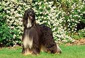 DOG 14 CE0014 01
Afghan Hound Standing On Grass By Flowering Shrub