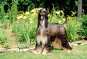 DOG 14 CE0015 01
Afghan Hound Standing On Grass By Yellow Flowers