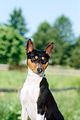 DOG 14 CE0016 01
Tricolor Basenji Sitting By Field Trees Blue Sky