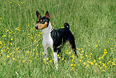 DOG 14 CE0017 01
Tricolor Basenji Standing In Field Of Yellow Flowers