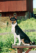 DOG 14 CE0018 01
Tricolor Basenji Sitting On Bench By Red Barn