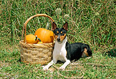 DOG 14 CE0019 01
Tricolor Basenji Laying On Grass By Basket Of Pumpkins