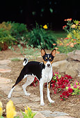 DOG 14 CE0020 01
Tricolor Basenji Standing On Stone Path In Garden By Flowers